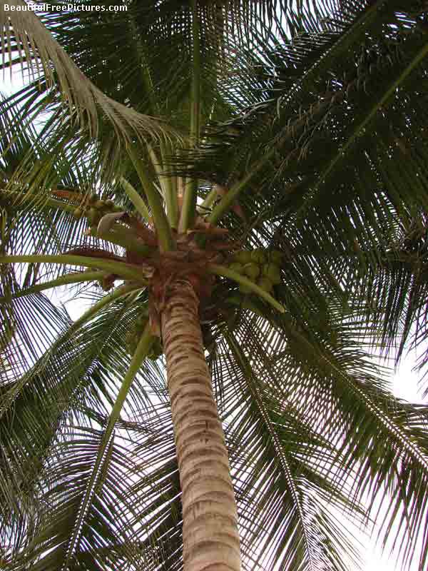 coconut pic1